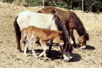 Picture of two skyros ponies and a skyros foal on skyros island
