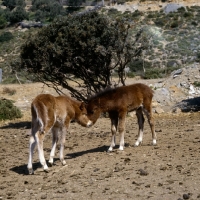 Picture of two skyros pony foals nuzzling on skyros island, greece