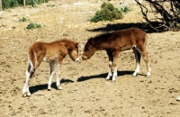 Picture of two skyros pony foals nuzzling 