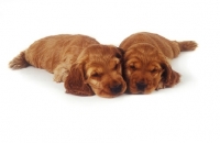 Picture of two sleeping Cocker Spaniel puppies