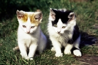 Picture of two small farm kittens