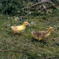 Picture of two small goslings