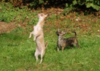Picture of two Smooth Chihuahua's on grass