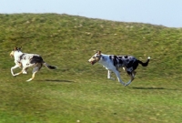 Picture of two smooth collies galloping feet in the air