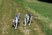 Picture of two smooth collies trotting down a track