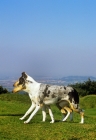 Picture of two smooth collies walking in step