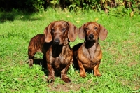 Picture of two smooth Dachshund dogs
