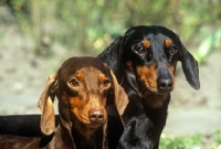 Picture of two smooth dachshunds with flying ears, head shot