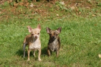 Picture of two Smooth haired Chihuahuas