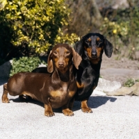 Picture of two smooth haired dachshunds standing on a path