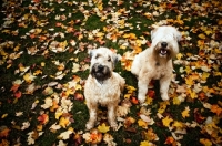 Picture of two soft coated wheaten terrier sitting together on lawn