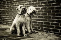 Picture of two soft coated wheaten terriers sitting together