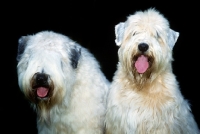 Picture of two soft coated wheaten terriers