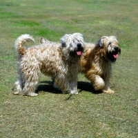 Picture of two soft coated wheaten terriers, undocked, walking side by side