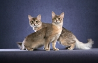 Picture of two Somali cats on blue background