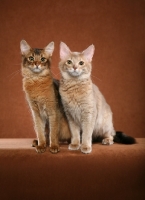 Picture of two Somali cats