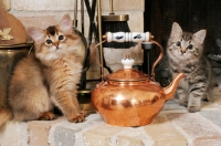 Picture of two somali kittens near a kettle