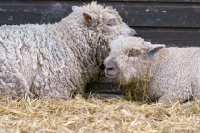 Picture of two South Down sheep at different ages
