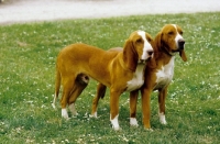 Picture of two Spanish Hounds (aka sabueso espanol)