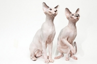Picture of two Sphynx cats looking aside