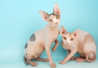 Picture of two Sphynx cats on blue background