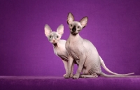 Picture of two Sphynx cats on purple background
