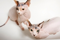 Picture of two sphynx cats together