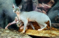 Picture of two sphynx cats