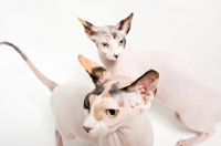 Picture of two sphynx cats
