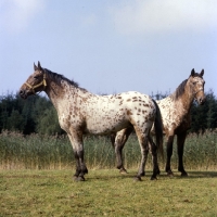 Picture of two spotted knabstrups together,  tobias lyshÃ¸y and lisa-lotte lyshÃ¸y not talking