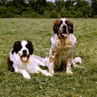 Picture of two st bernards sitting and lying in a field