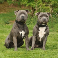 Picture of two Staffordshire Bull Terriers