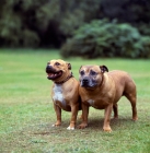 Picture of two staffordshire bull terriers