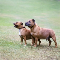 Picture of two staffordshire bull terriers standing on grass