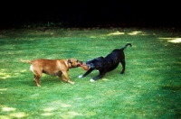 Picture of two staffordshire bull terriers tugging on a ring