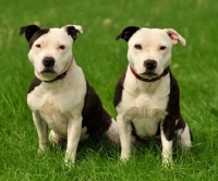 Picture of two Staffordshire Bull Terriers
