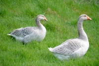 Picture of two Steinbacher geese