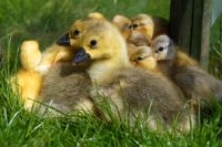 Picture of two Steinbacher goslings with call ducklings in the background