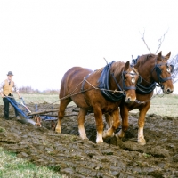 Picture of two suffolk punch horses at ploughing competition at paul heiney's farm