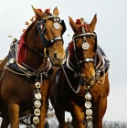 Picture of two suffolk punch horses at ploughing match