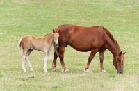 Picture of Two suffolk punch horses in green field