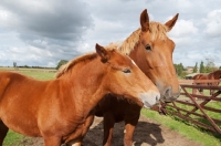 Picture of Two suffolk punch horses in green field