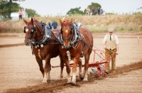 Picture of Two Suffolk punch horses ploughing a field