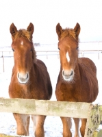 Picture of two Suffolk Punches behind fence