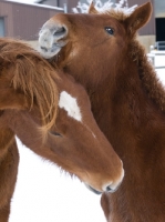 Picture of two Suffolk Punches caring for each other
