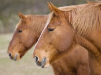 Picture of two Suffolk Punches in profile