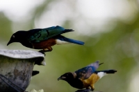 Picture of two superb starlings looking for food