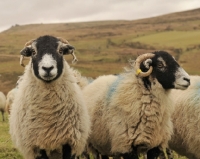 Picture of two Swaledale sheep and one looking at camera
