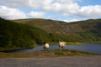 Picture of two Swaledale sheep in countryside
