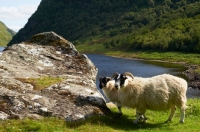 Picture of two Swaledale sheep in countryside